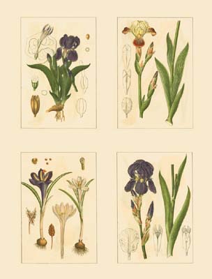 Miniature Botanicals I