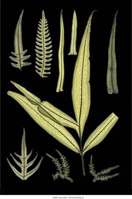 Ferns on Black I