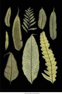 Ferns on Black II