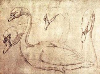 Sepia Swan Study