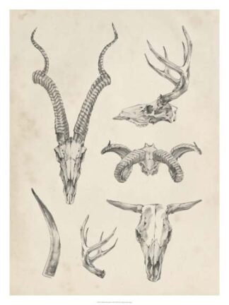 Skull & Antler Study I