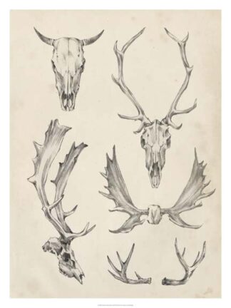 Skull & Antler Study II