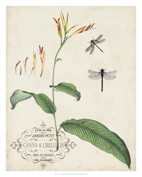 Canna & Dragonflies I
