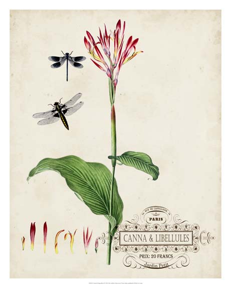 Canna & Dragonflies II