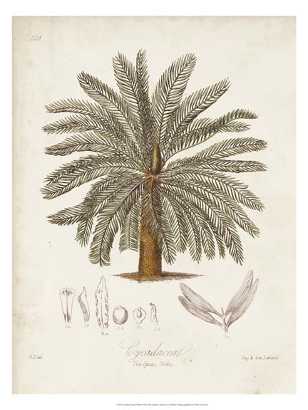 Antique Tropical Palm I