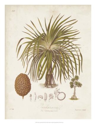 Antique Tropical Palm II