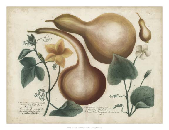 Exotic Weinmann Botanical I