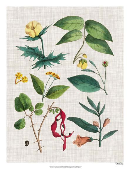 Floral Assemblage VI