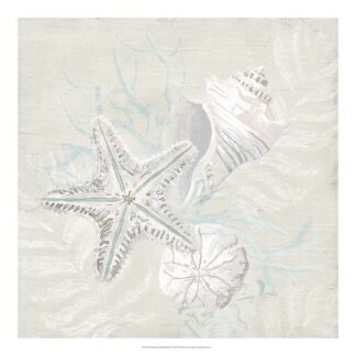 Weathered Shell Sketch I