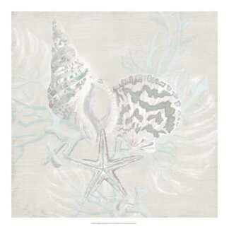 Weathered Shell Sketch II