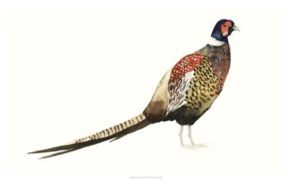 Watercolor Pheasant I