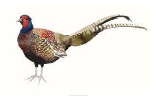 Watercolor Pheasant II