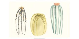 Funky Succulents III