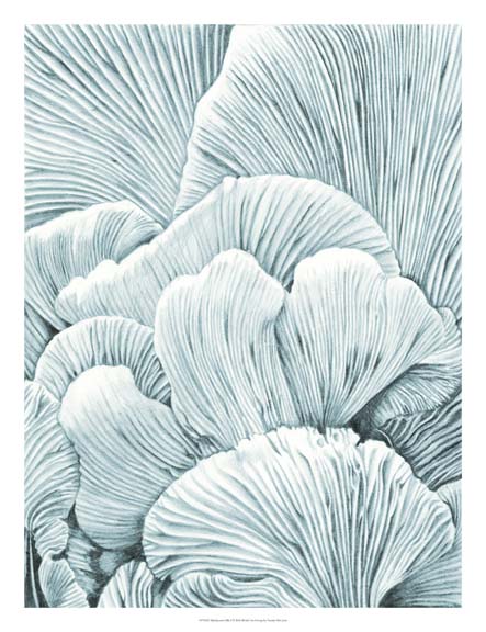 Mushroom Gills I