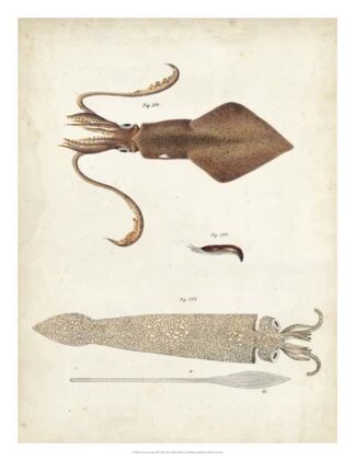 Ocean Curiosities II