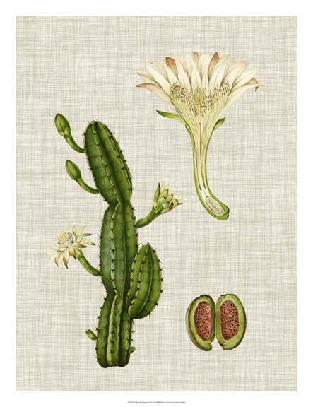 Elegant Tropicals III