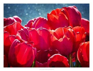 Fuchsia Tulips II
