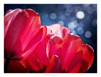 Fuchsia Tulips IV
