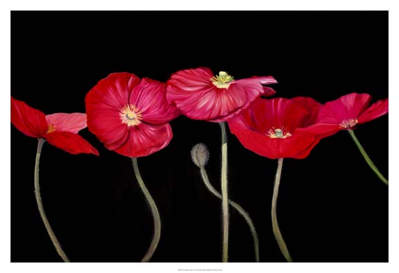 Dramatic Poppies