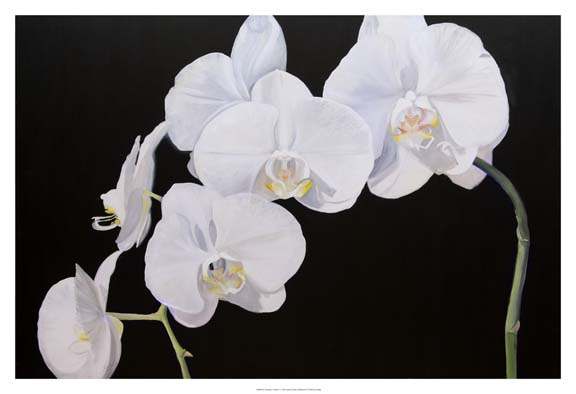 Dramatic Orchids I