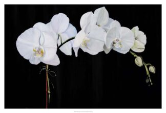 Dramatic Orchids II
