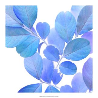 Xray Leaves I