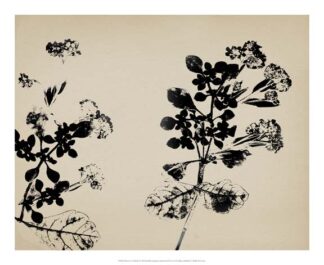 Beauty of a Friend I