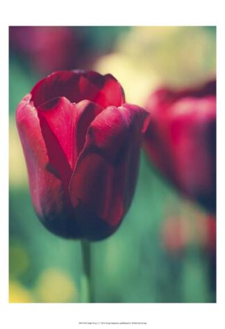 Tulip Sway I