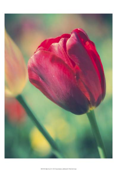 Tulip Sway II