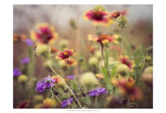 Wild Blooms I