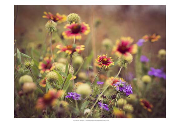 Wild Blooms IV