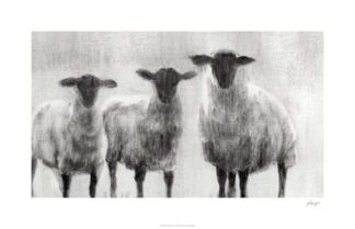 Rustic Sheep I