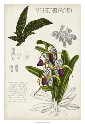 Orchid Field Notes I