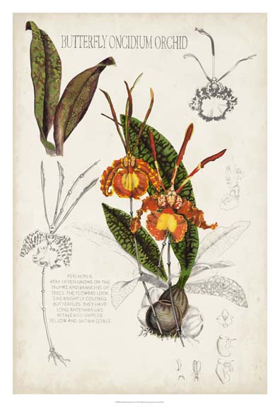 Orchid Field Notes IV