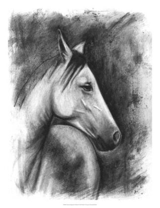 Charcoal Equestrian Portrait I