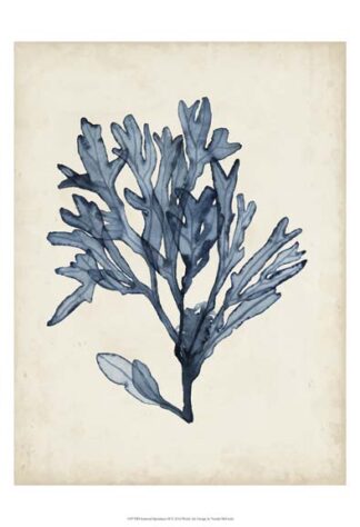 Seaweed Specimens II