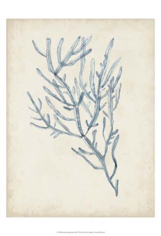 Seaweed Specimens III