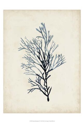 Seaweed Specimens IV