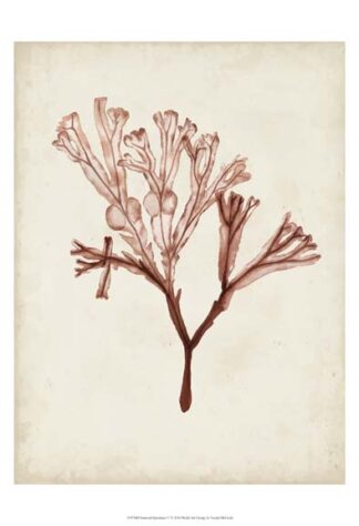 Seaweed Specimens V