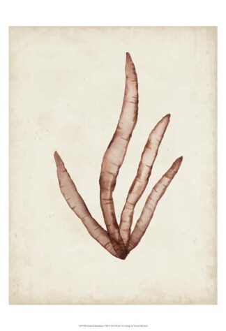 Seaweed Specimens VIII