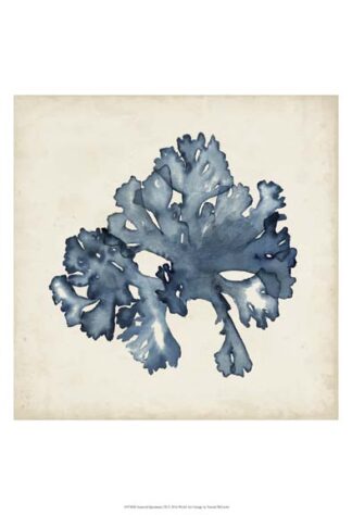 Seaweed Specimens IX