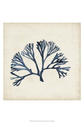 Seaweed Specimens XI