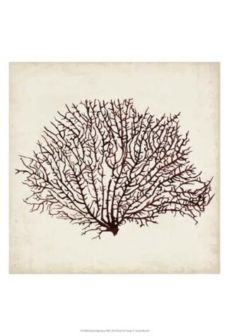 Seaweed Specimens XII