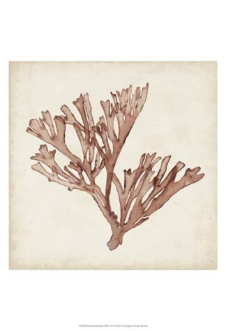 Seaweed Specimens XIII