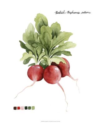 Root Vegetable IV