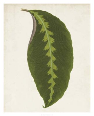 Graphic Leaf I