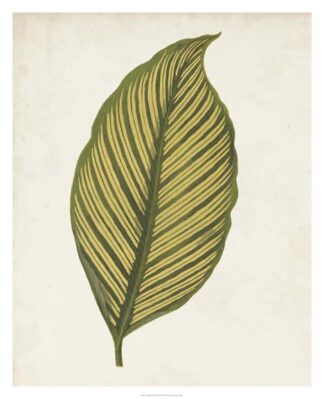 Graphic Leaf II