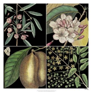 Graphic Botanical Grid II