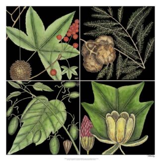Graphic Botanical Grid III