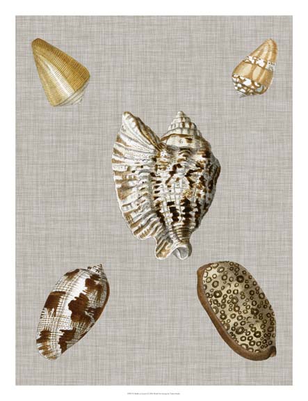Shells on Linen I